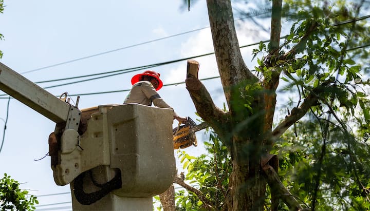 A tree care and maintenance worker in Albuquerque, NM. Wearing orange safety hat