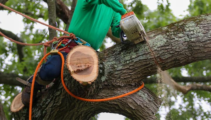 A tree trimming consultant in Albuquerque, NM wearing safety knots