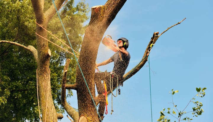 A tree removal professional wears safety goggles in Albuquerque, NM.