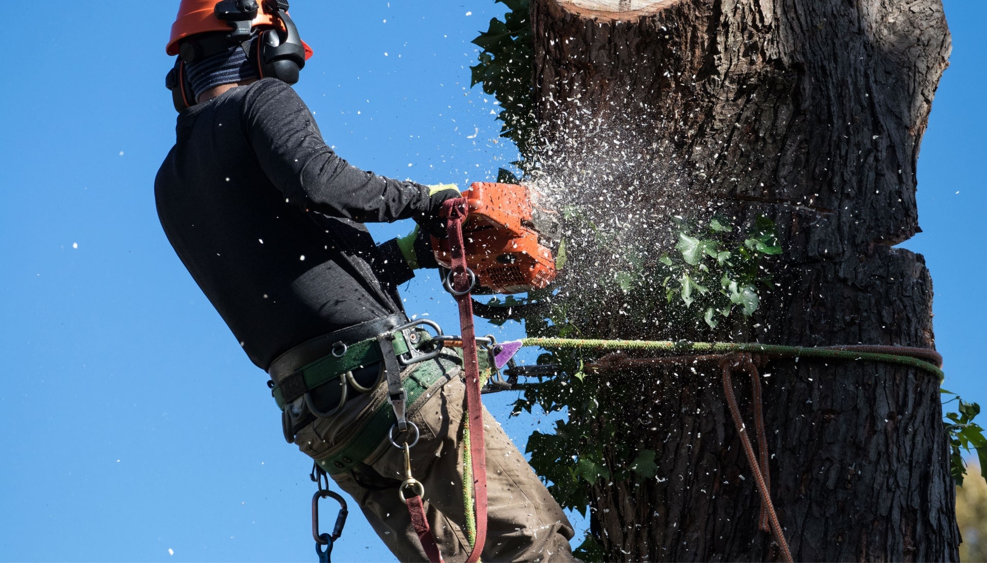 A tree removal expert is high in tree to cut down stump in Albuquerque. NM.