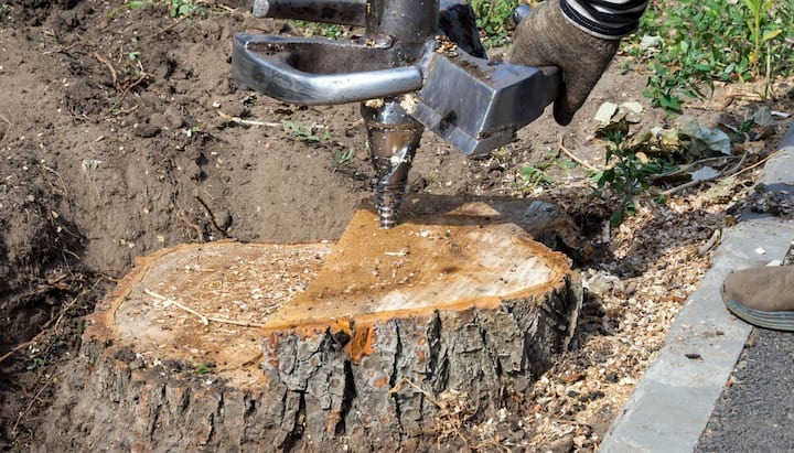 A stump grinding expert wearing work gloves for project in Albuquerque, NM.